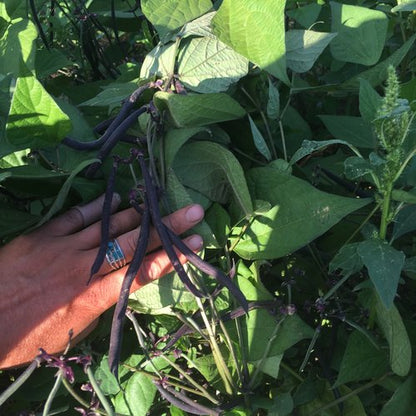 Velour French Filet Bean (Bush, Snap)