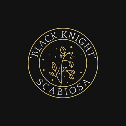 Black Knight Scabiosa Seeds