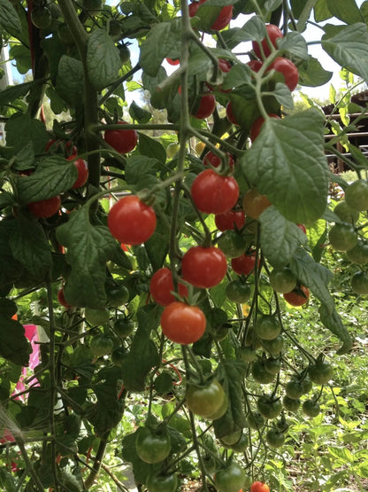 Cien Fuerte Tomato Seeds (Cherry, Red)