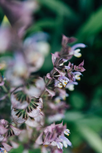 Clary Sage Seeds