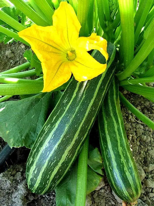 Cocozelle Zucchini Squash Seeds (Summer)