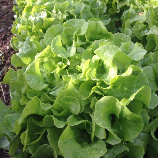 Galisse Lettuce (Butterhead) Image