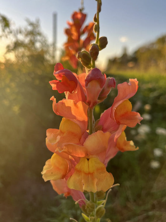 Sunset Mix Snapdragon Image