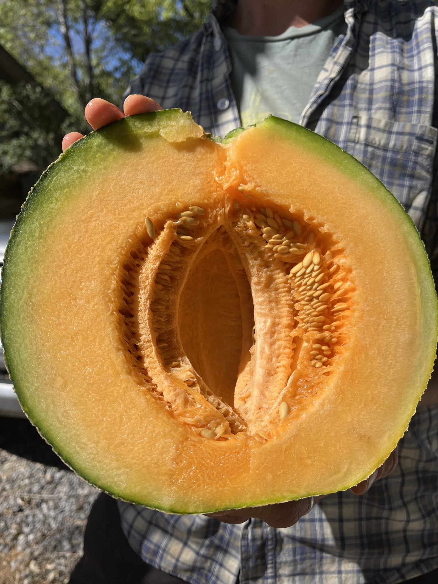 Greeley Wondermelon Image