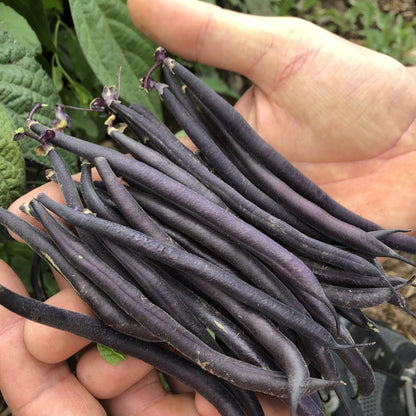 Velour French Filet Bean (Bush, Snap) Image