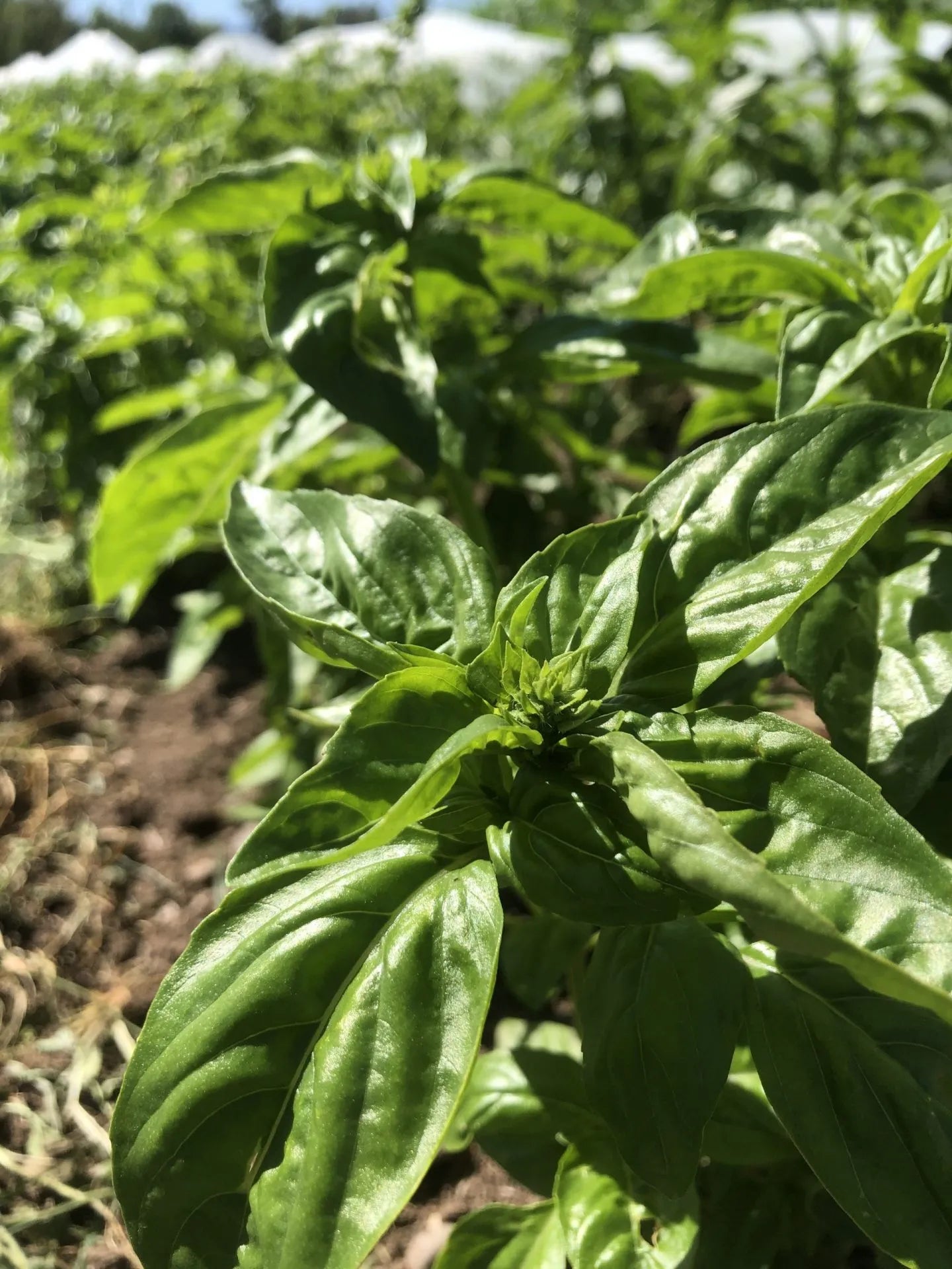 basil seeds for garden Italian Mountain Basil Seeds
