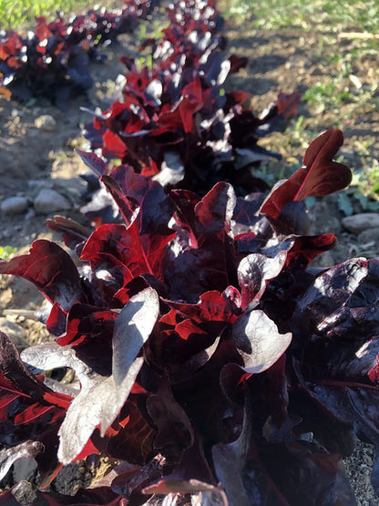 Merlox Red Oak Lettuce Seeds (Looseleaf, Oakleaf)