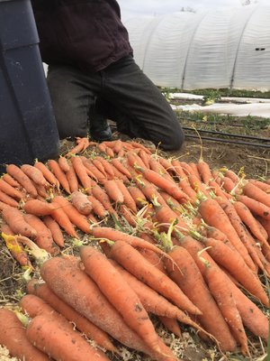 Milan Nantes Carrot Seeds (Orange)