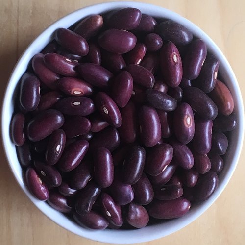 Provider Bean Seeds (Bush, Snap)