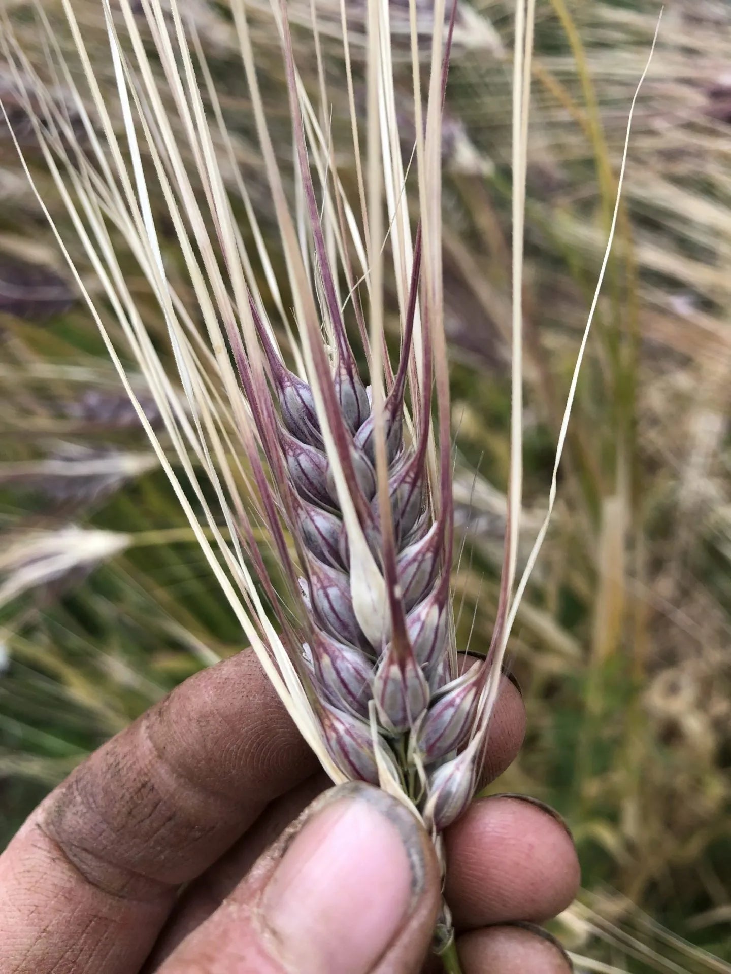 Purple Dolma Barley Seeds