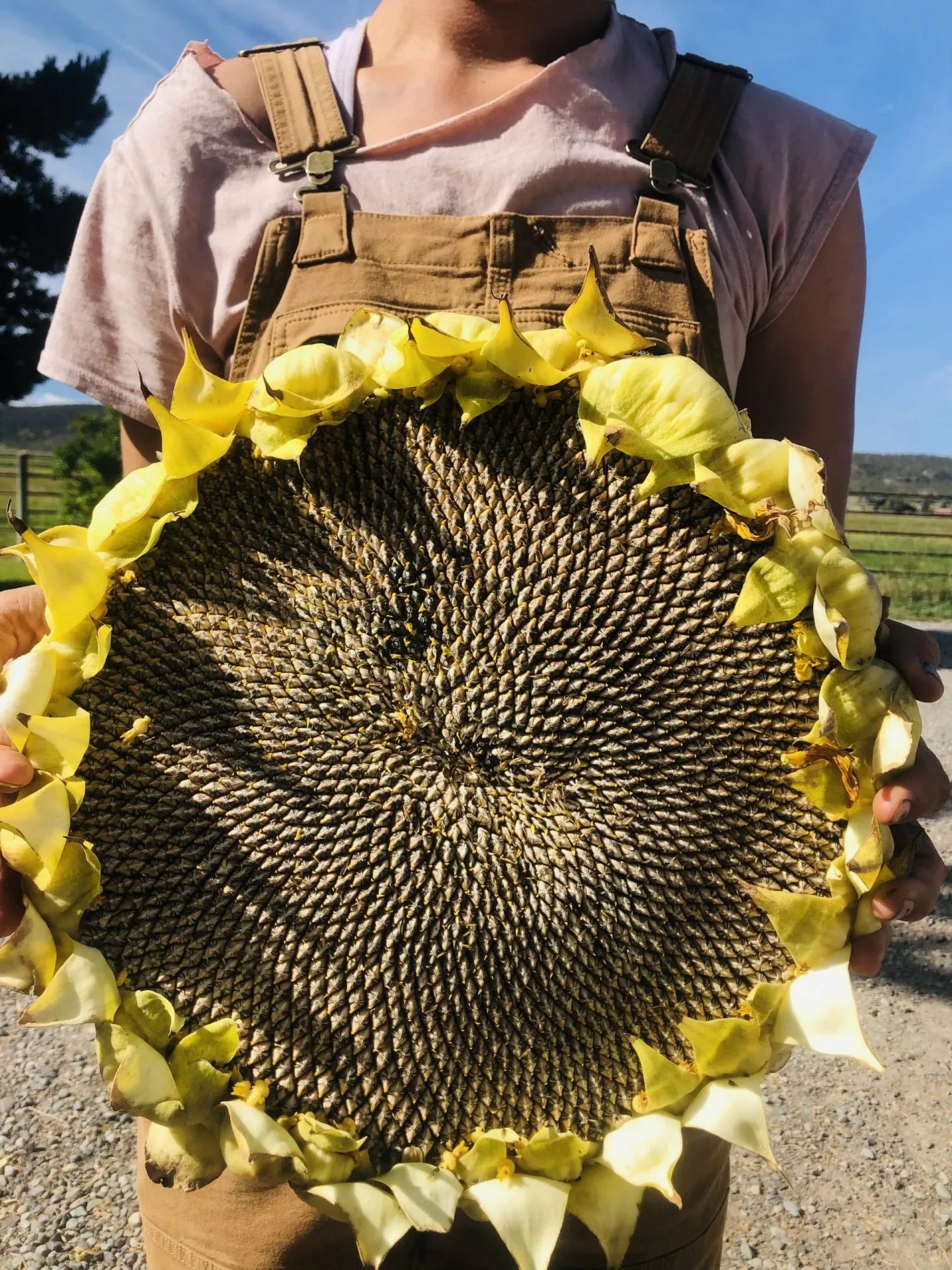 Russian Grey Stripe Sunflower Seeds