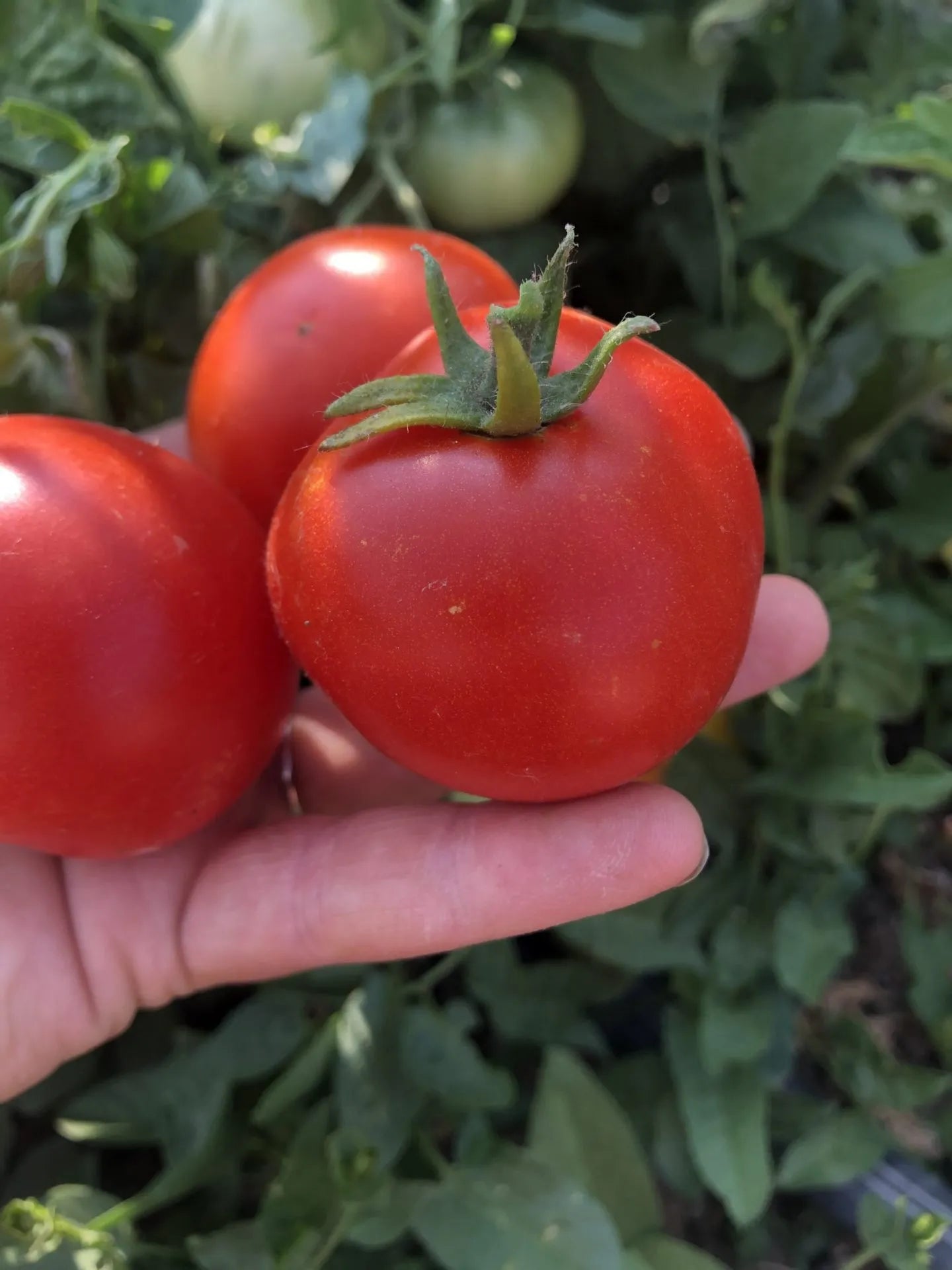 Urbikany Tomato Seeds (Determinate, Red)