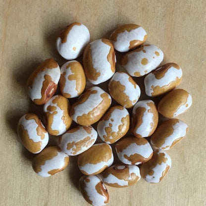 Zuni Gold Bean Seeds (Bush, Dry)